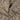 Lochstickerei-Stoff aus Baumwolle – Beige