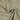 Leinengemisch – Naturbeige